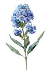 Obraz premium Bouquet of colorful Statice flowers with lush green leaves, watercolor art and botanical illustrations