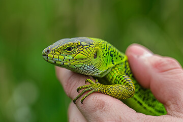 Obraz premium Wildlife biologist in the forest created with generative AI