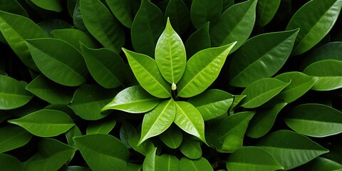 Fototapeta premium leaves