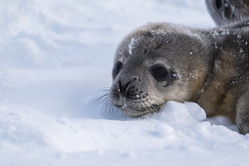Weddell Seal pup, newborn Weddell seal, Antarctica (Leptonychotes weddellii)