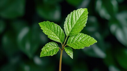 "A fresh, natural green leaf detail captured in soft focus, emphasizing serenity, growth, and a connection to nature. High Quality
