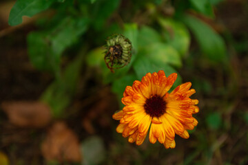 yellow flower in the garden