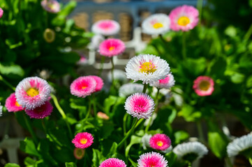 Bellis perennis in the garden.