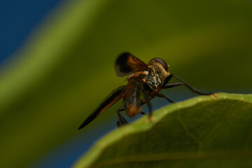 Fototapeta premium Yellow and Black Hoverfly on Green Leaf