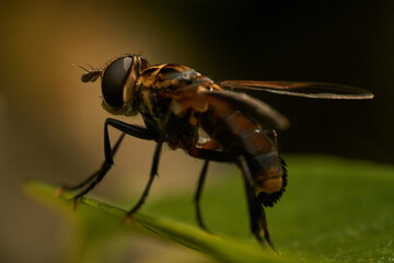 Hoverfly Resting on Vibrant Green Leaf