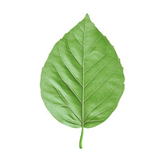 Obraz premium Examining a vibrant green leaf nature close-up botanical detail, Transparent background.