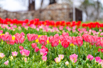 Obraz premium チューリップ