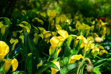 Calla lily in the garden.