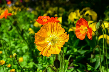 Corn poppy flowers in the garden.