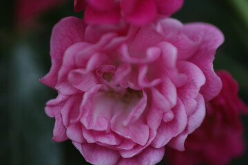 Obraz premium Small roses on early spring in garden.