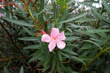 Blooming oleander. A tropical plant.