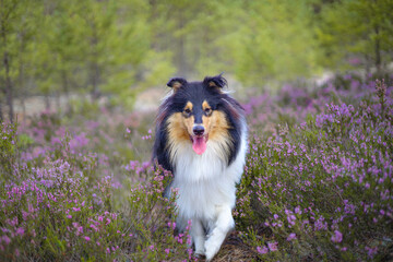 Obraz premium Adorable rough collie dog portrait in heather, bokeh background