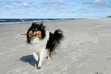 Adorable, fluffy rough collie shepherd dog playing with a stick on a sandy polish beach