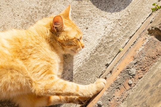 Ginger cat relaxing in the sunlight on a concrete surface