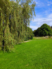 Trees in nature