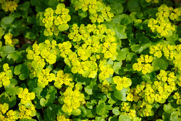 Sonnwend-Wolfsmilch (Euphorbia helioscopia)