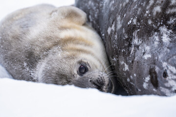 Weddell Seal pup, newborn Weddell seal, Antarctica (Leptonychotes weddellii)