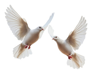 Obraz premium Two white doves soaring gracefully in flight, cut out - stock png.