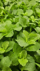 A dense patch of vibrant green leaves, likely representing a type of leafy plant or herb.