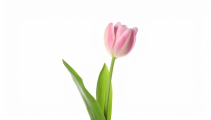 Fototapeta premium Elegant Pink Tulip. Symbol of Grace and Femininity for Celebrating Women's Day, Spring Weddings, Anniversaries, and Mother’s Day. Perfect for Minimalist Floral Art and Romantic Home Decor