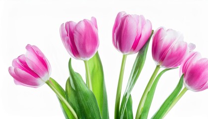 Fototapeta premium Elegant Pink and White Tulips. Symbol of Love, Beauty, and Renewal for Celebrations like Women's Day, Mother's Day, and Birthdays. Perfect for Gifting or Decorating Homes and Offices