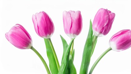 Naklejka premium Elegant Pink and White Tulips. Symbol of Love, Beauty, and Renewal for Celebrations like Women's Day, Mother's Day, and Birthdays. Perfect for Gifting or Decorating Homes and Offices