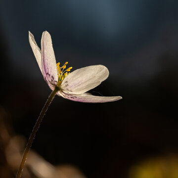Close-up of white sandpiper in backlight