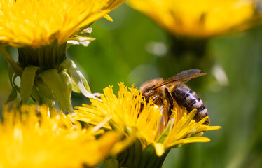 Honey bee covered with yellow pollen collecting nectar from dandelion flower.