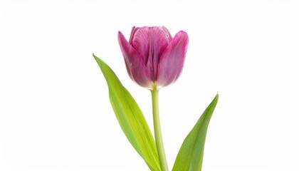 Naklejka premium Delicate Purple Tulip on Crisp White Background. Symbol of Elegance and Renewal, Perfect for Women's Day Greetings, Spring Themed Decor, Mother's Day Gifts, and Minimalist Floral Art Designs