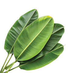 Light and dark green banana leaves layered together, highlighting their natural textures.  PNG file for mock-up.