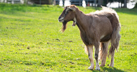 billy goat in a meadow © Stefan