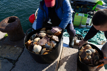 Fishermen unload scallops in the port of Cambados, Galicia, bivalve, seafood © casavella
