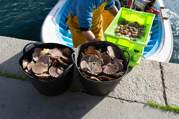Fishermen unload scallops in the port of Cambados, Galicia, bivalve, seafood © casavella