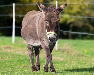 Donkey in a meadow