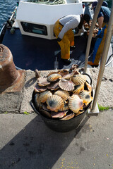 Fishermen unload scallops in the port of Cambados, Galicia, bivalve, seafood