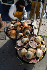 Fishermen unload scallops in the port of Cambados, Galicia, bivalve, seafood
