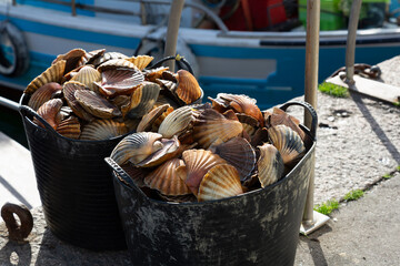 Fishermen unload scallops in the port of Cambados, Galicia, bivalve, seafood © casavella