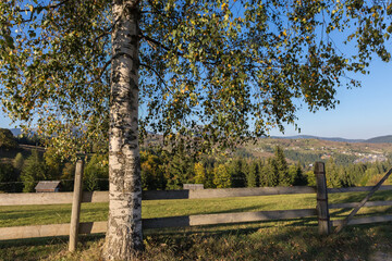 Fototapeta premium Wooden fence next road, old birch on foreground in Carpathians