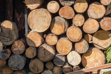 Fototapeta premium Woodpile of unsplit firewood stacked in row under canopy outdoors