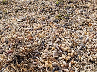 Muschelfriedhof - Muschelstrand im Golf von Triest (Adria)
