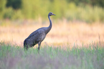 Obraz premium A young crane standing in a meadow on a summer morning