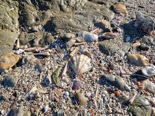 Muschelstrand - viele Muscheln am Strand