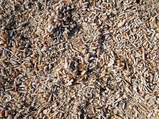 Muschelstrand - viele Muscheln am Strand