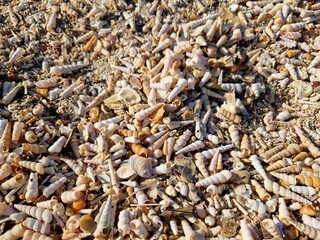 Muschelstrand - viele Muscheln am Strand
