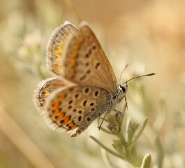 Obraz premium A beautiful little butterfly on a flower. Beautiful insects.