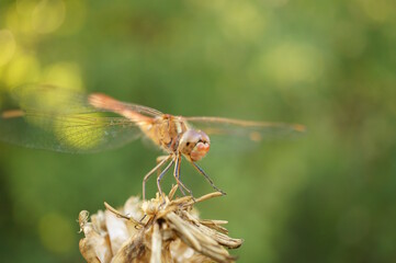 A dragonfly is sitting on a flower. Insects in nature.