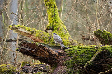 Goshawk in the Białowieża Forest