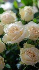 Obraz premium Elegant White Roses in Bloom with Green Foliage