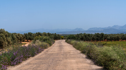 A long dirt road stretching through an expansive olive grove in La Mancha, Spain. The horizon features distant wind turbines and agricultural buildings under a clear blue sky.