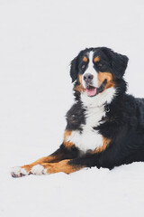 A Bernese mountain dog rests on the ground against a white backdrop.